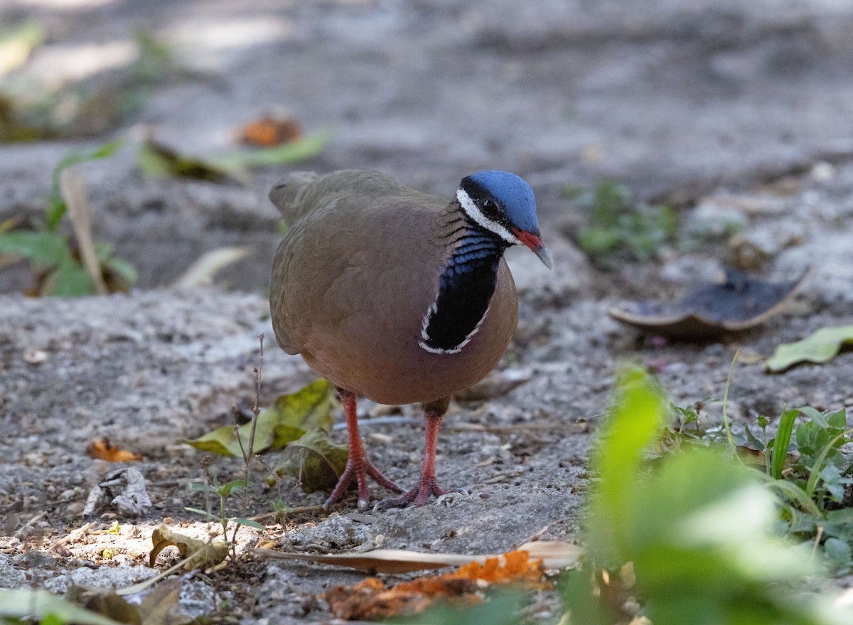 Blue-headed Quail-Dove - ML634322266