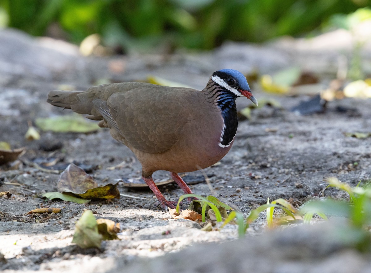 Blue-headed Quail-Dove - ML634322267