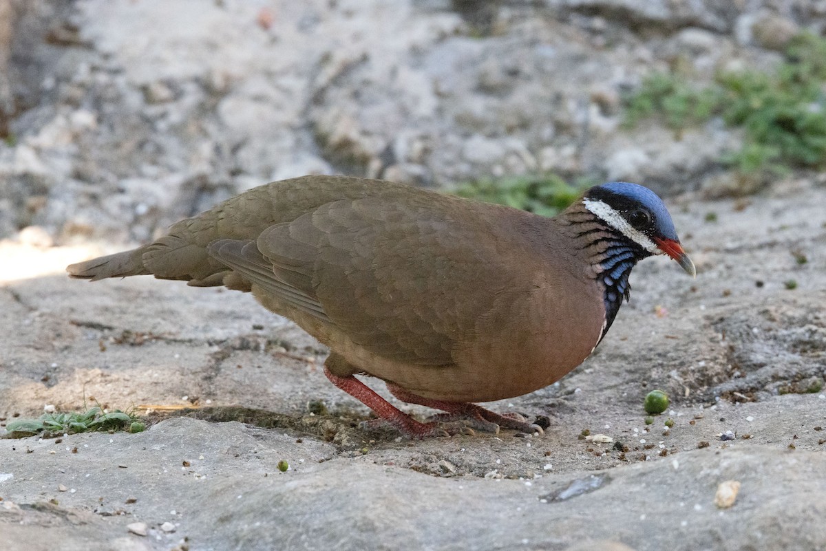 Blue-headed Quail-Dove - ML634322268