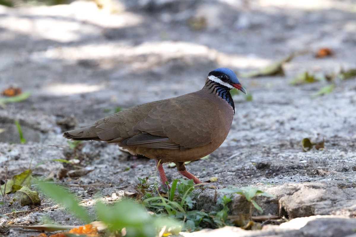 Blue-headed Quail-Dove - ML634322269