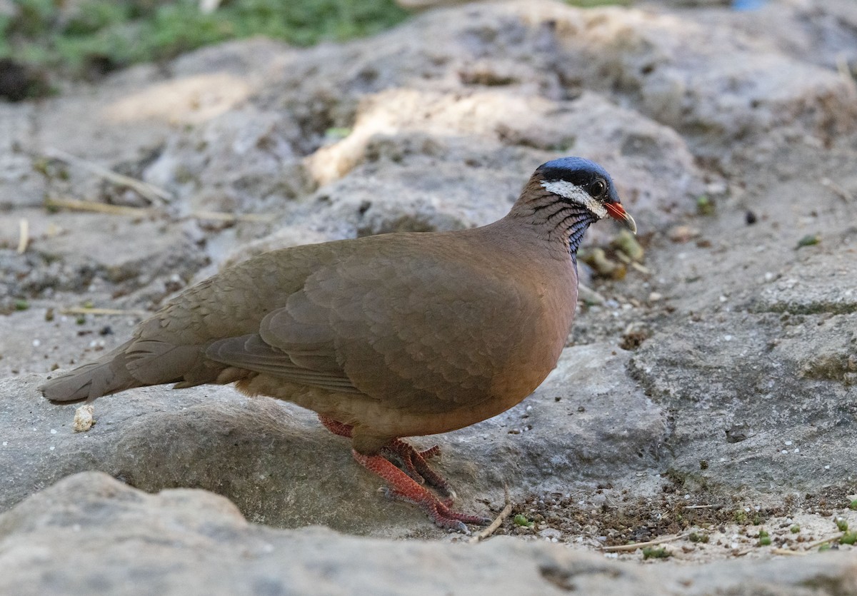 Blue-headed Quail-Dove - ML634322270