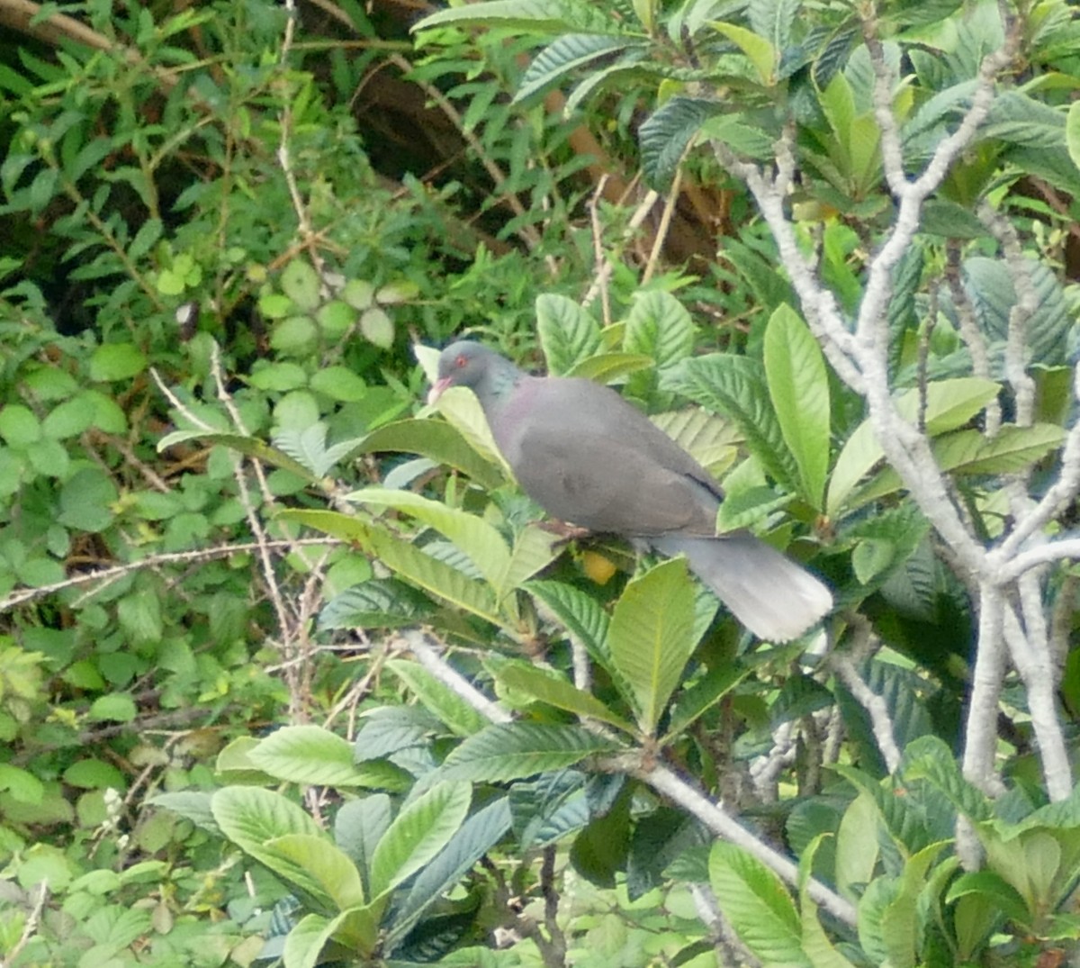 Laurel Pigeon - ML634322323