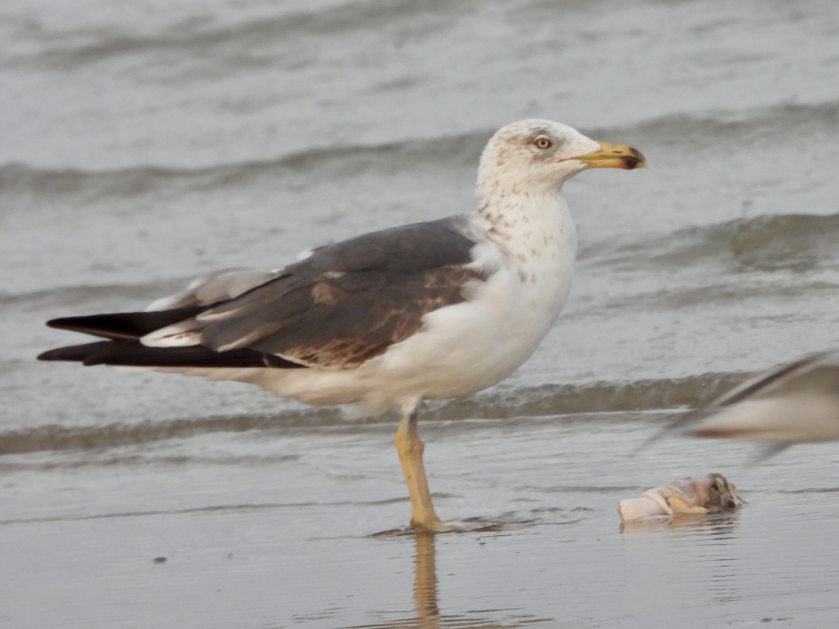 Lesser Black-backed Gull - ML634322374