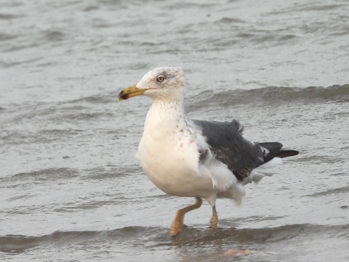 Lesser Black-backed Gull - ML634322375