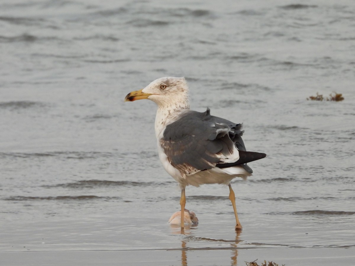 Lesser Black-backed Gull - ML634322376