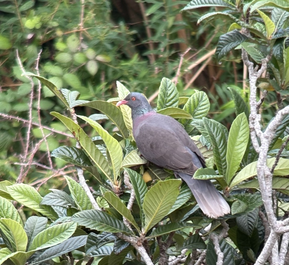 Laurel Pigeon - ML634322391