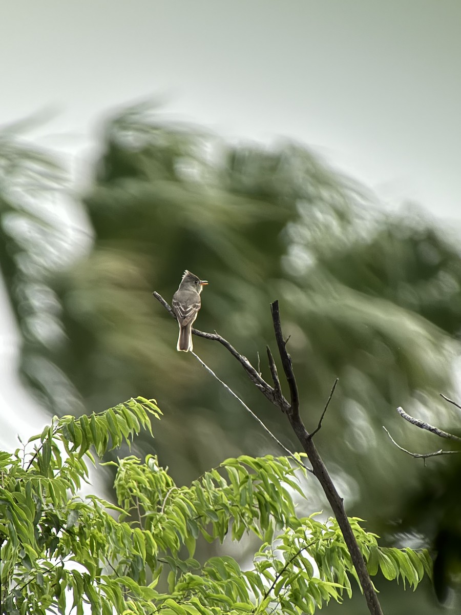 Greater Pewee - ML634322429