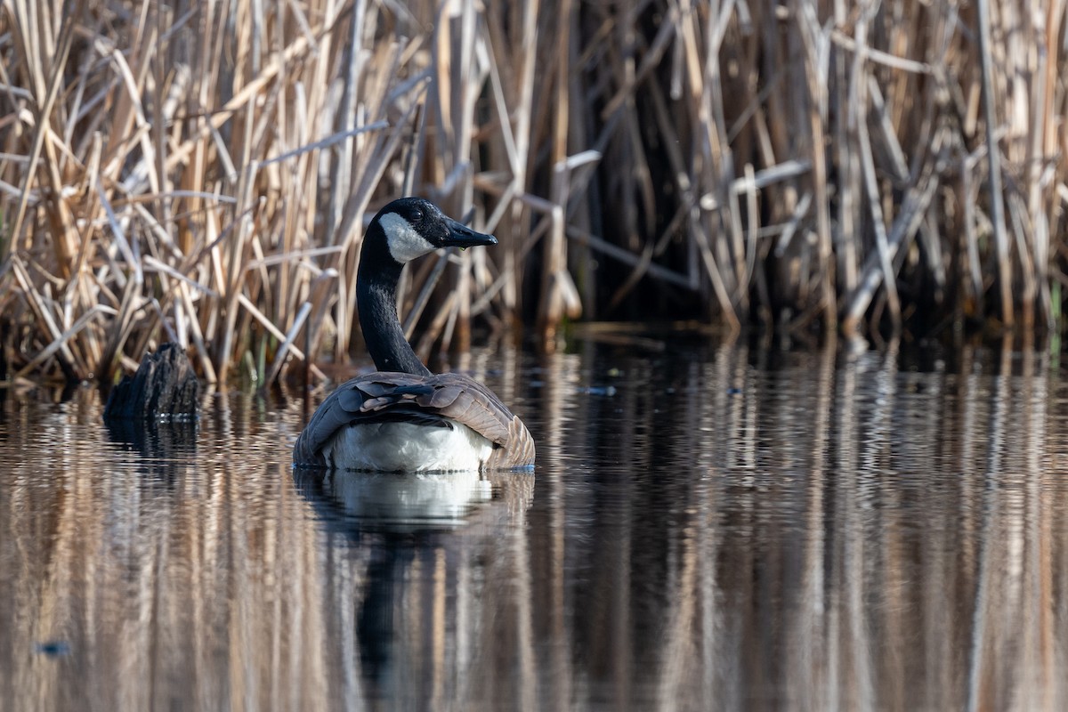 Canada Goose - ML634322516