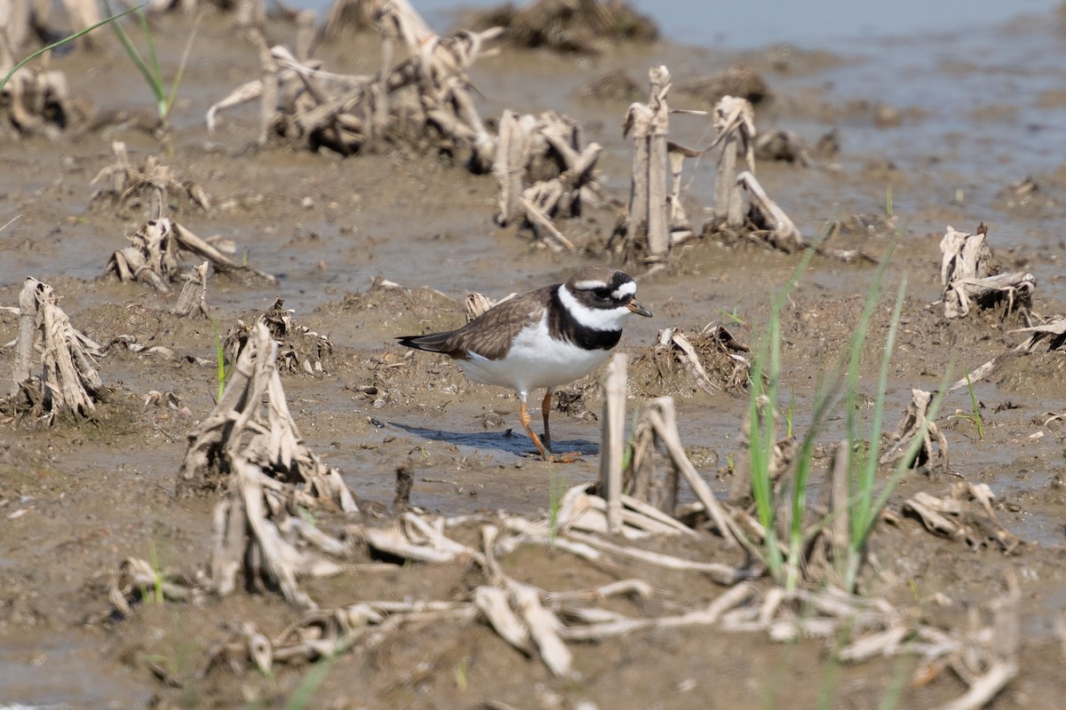 Common Ringed Plover - ML634322525