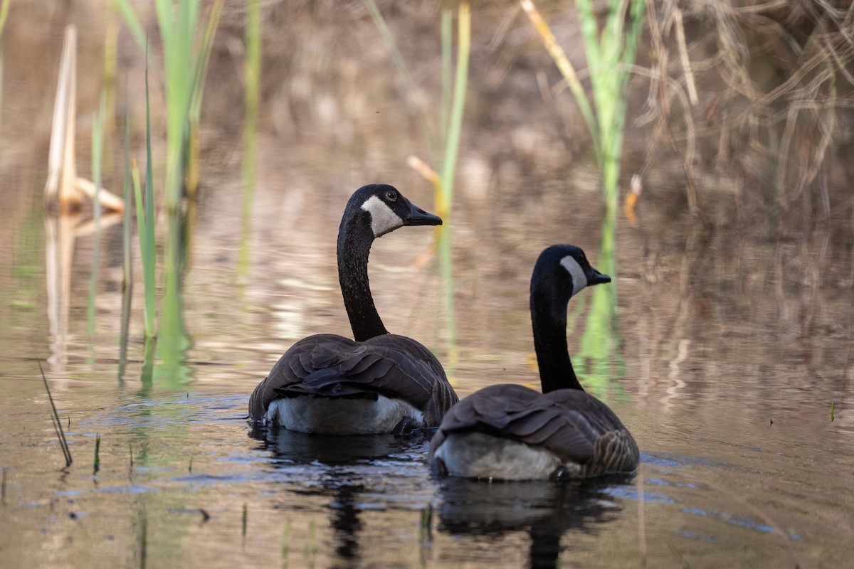 Canada Goose - ML634322530
