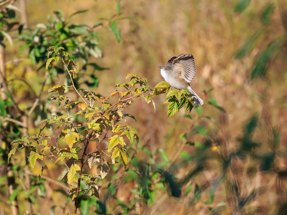 Fire-eyed Diucon - ML634322561