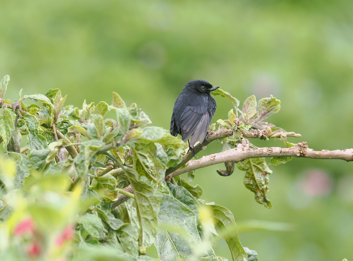 Black Flowerpiercer - ML634322569