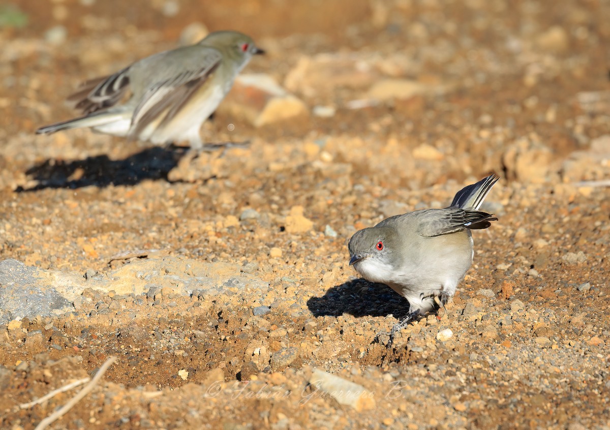 Fire-eyed Diucon - ML634322605