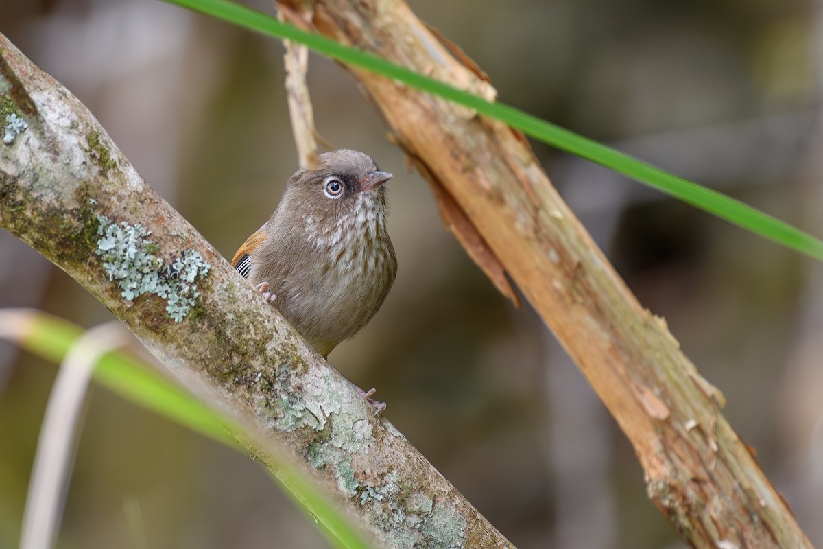 Taiwan Fulvetta - ML634322625