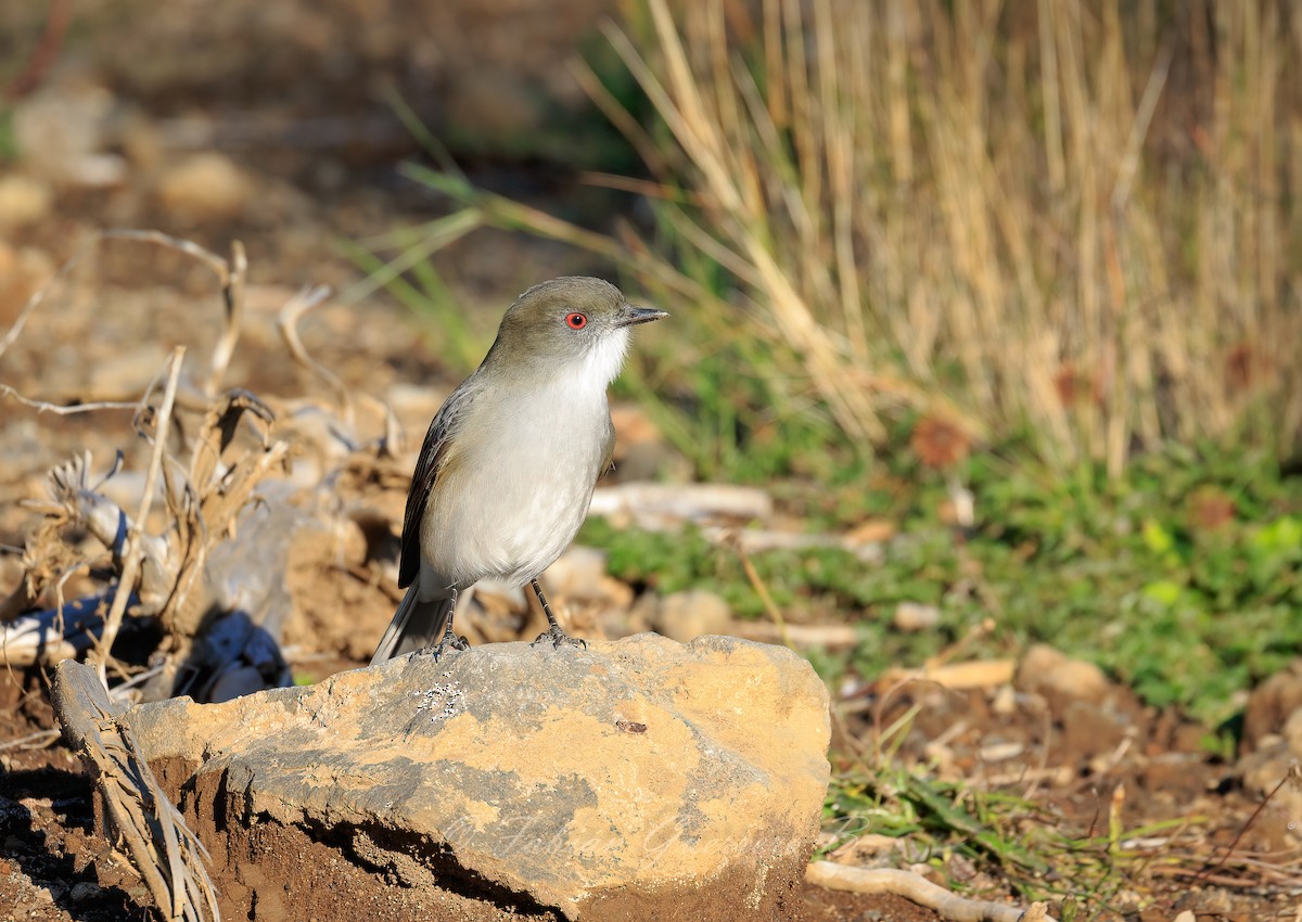 Fire-eyed Diucon - ML634322626