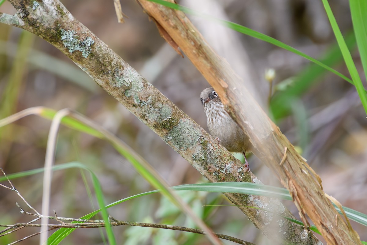 Taiwan Fulvetta - ML634322627