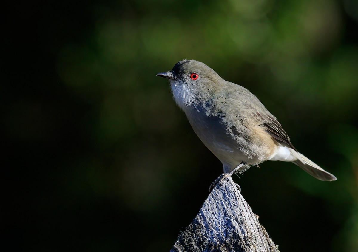 Fire-eyed Diucon - ML634322644