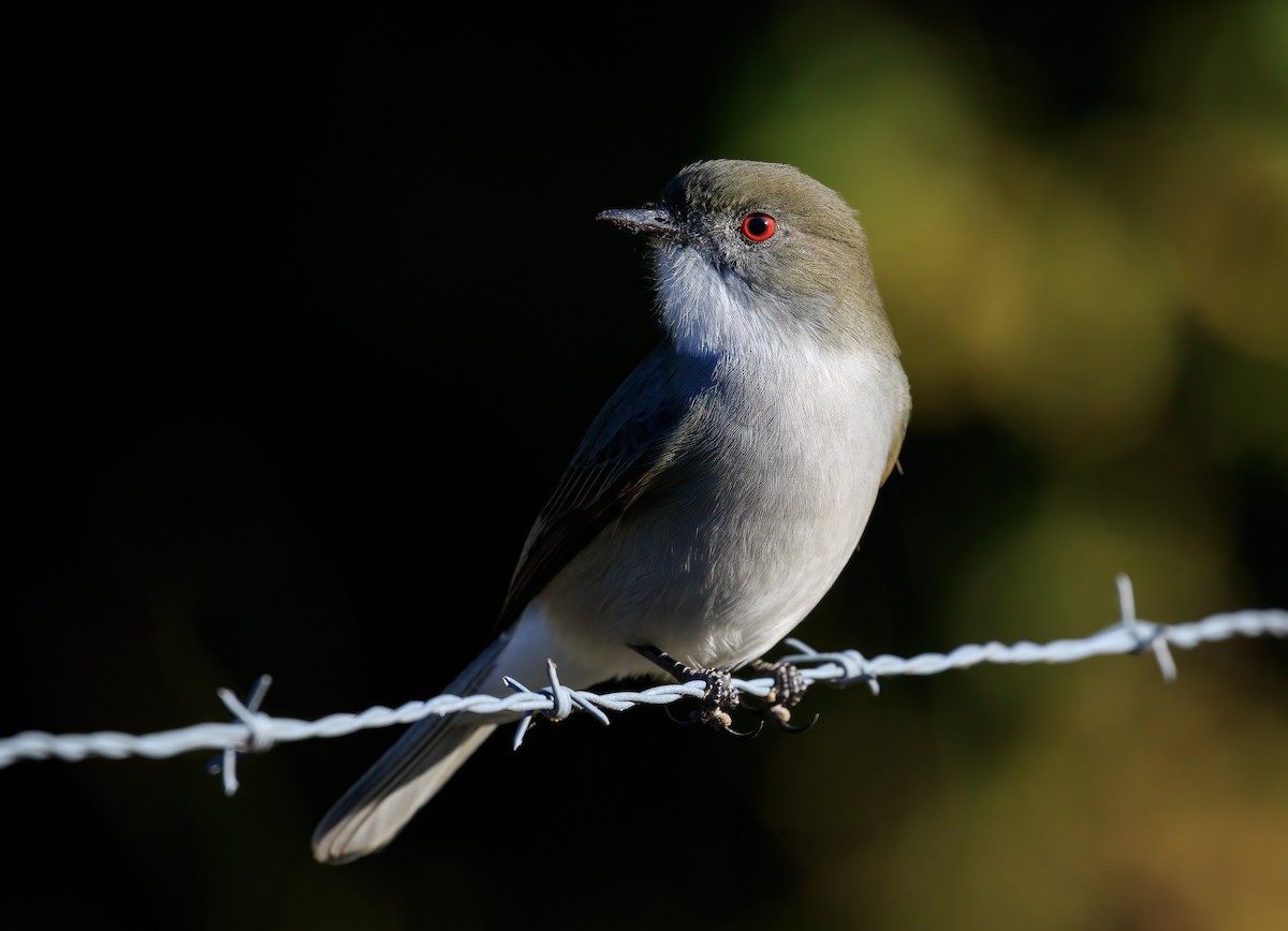 Fire-eyed Diucon - ML634322656