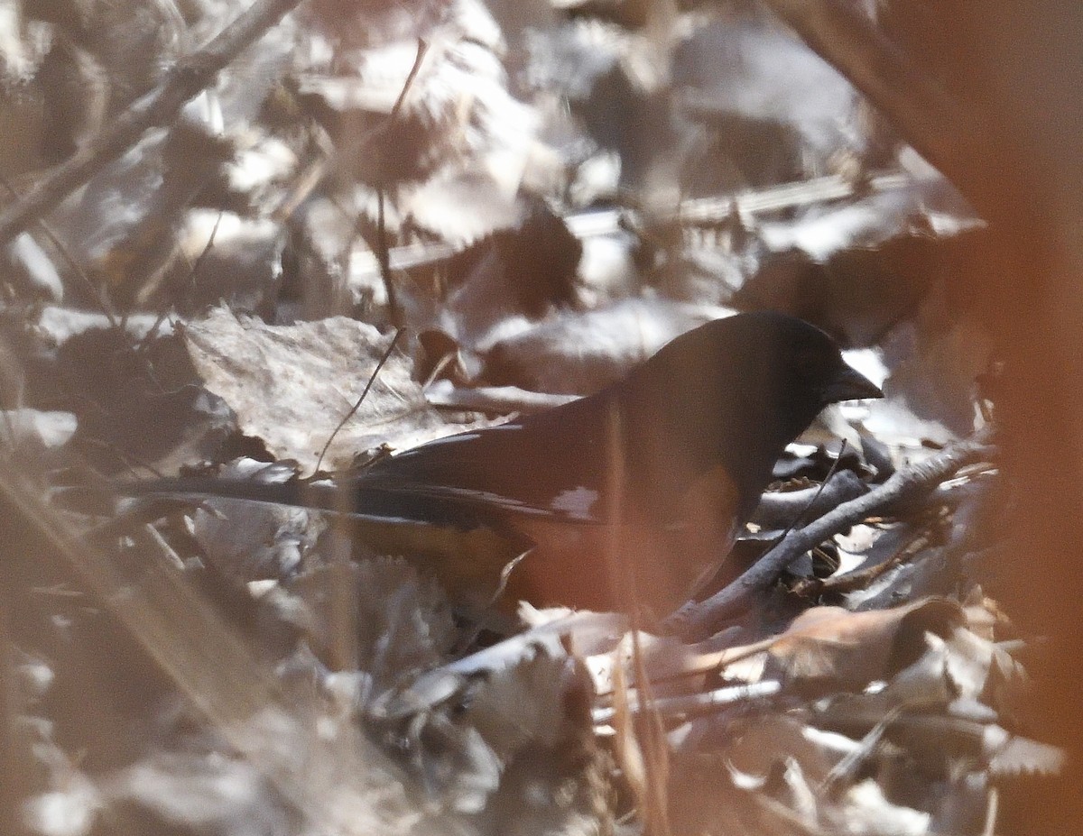 Eastern Towhee - ML634322683