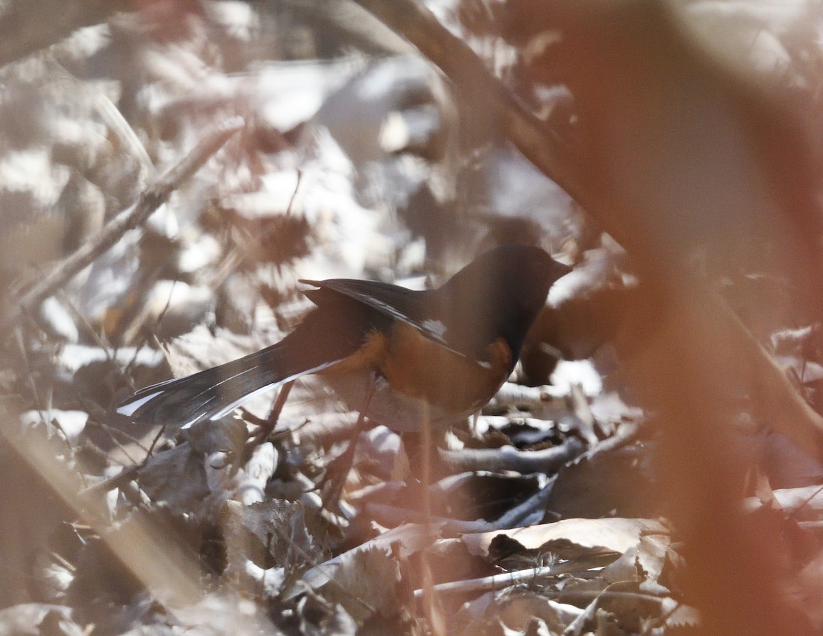 Eastern Towhee - ML634322684