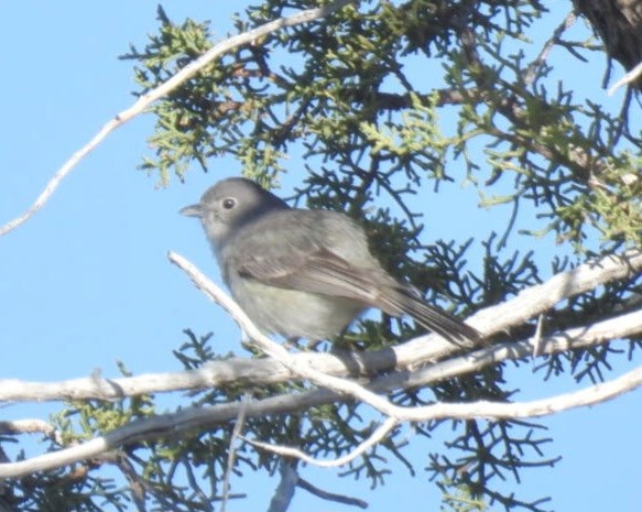 Gray Vireo - ML634322739