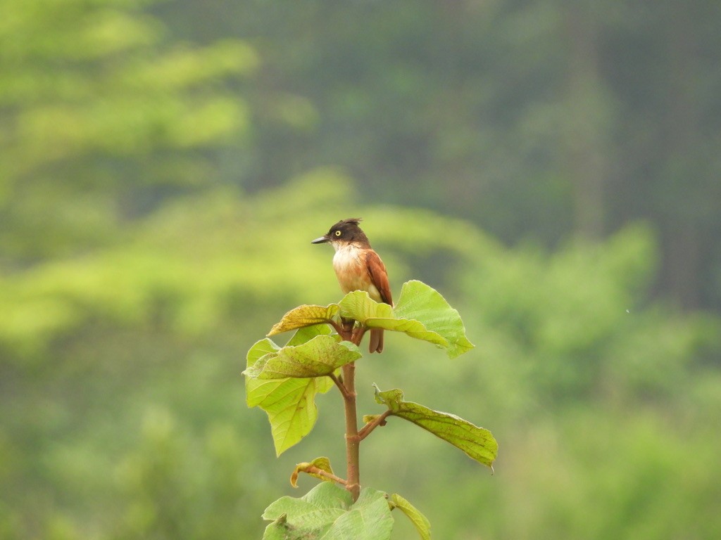 Black-and-white Shrike-flycatcher - ML634322772