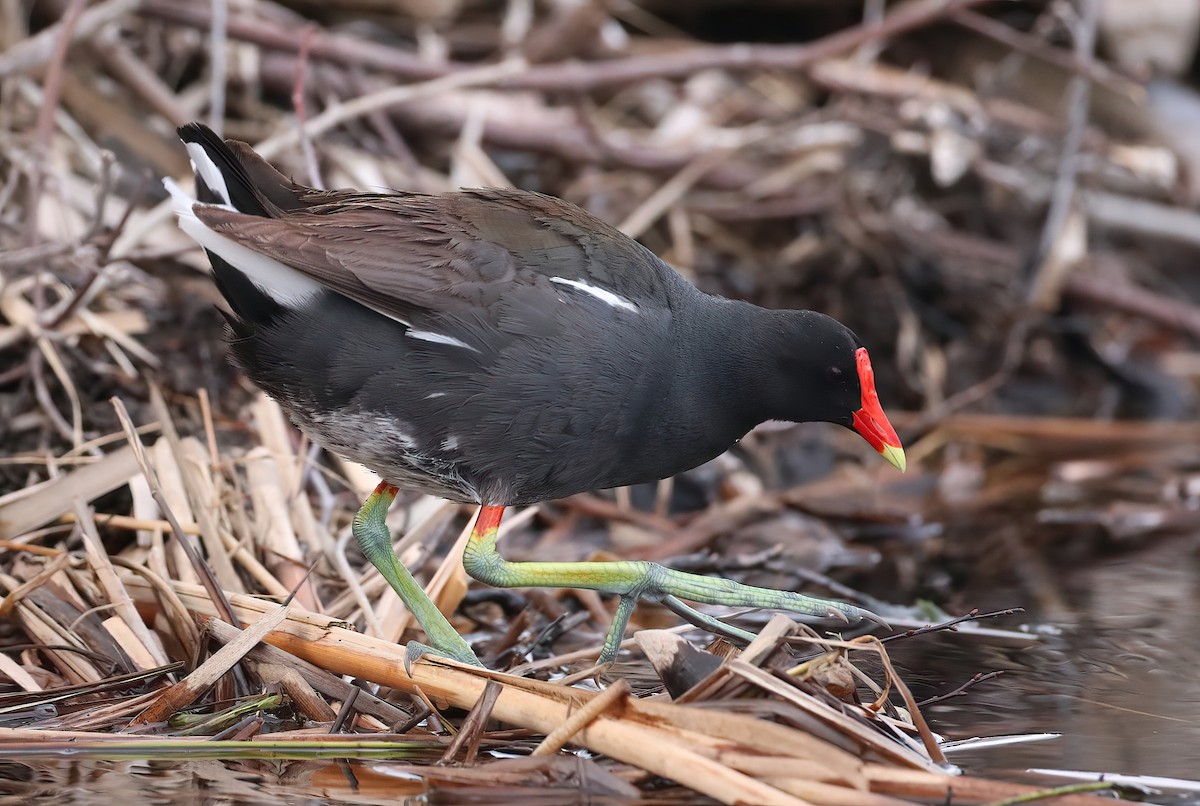 Common Gallinule - ML634322811