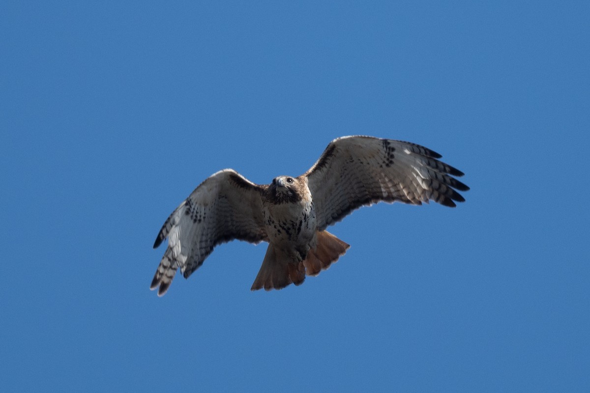 Red-tailed Hawk - ML634322863
