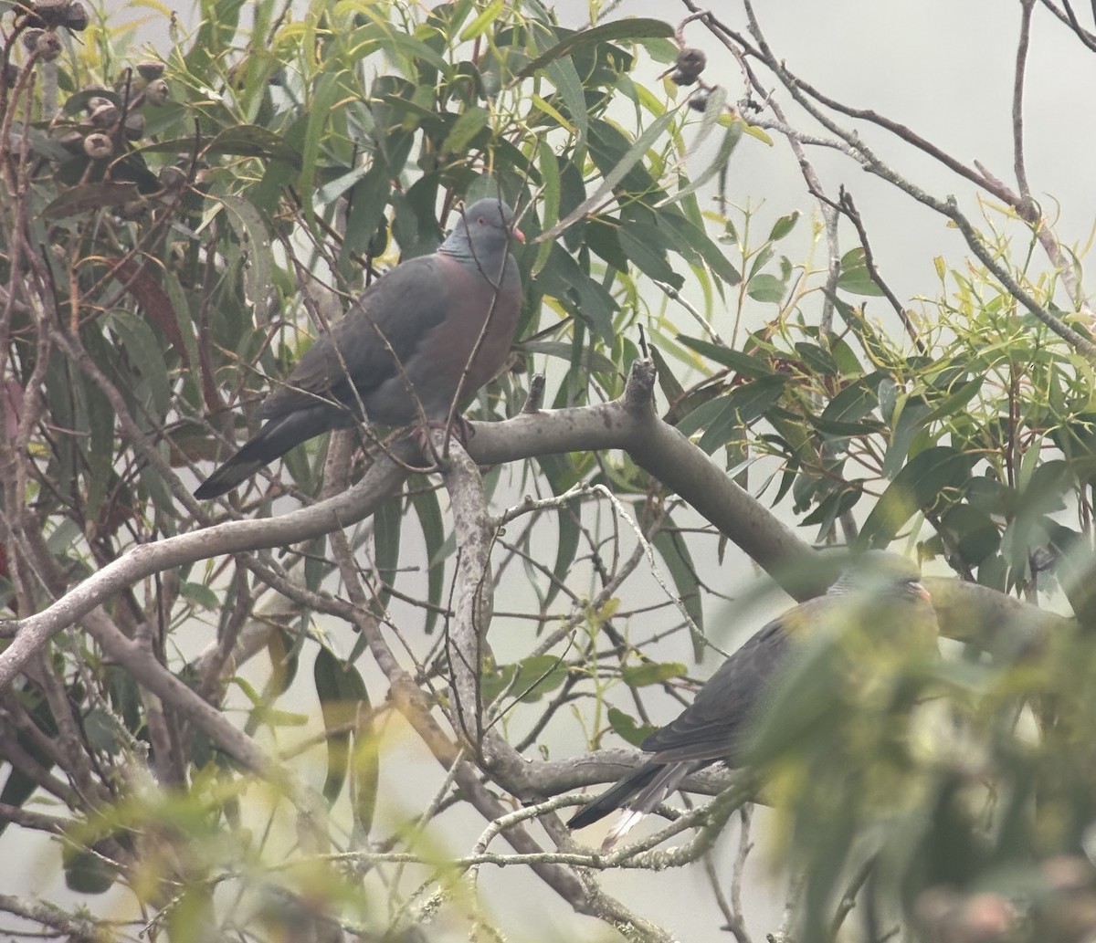 Bolle's Pigeon - ML634323044