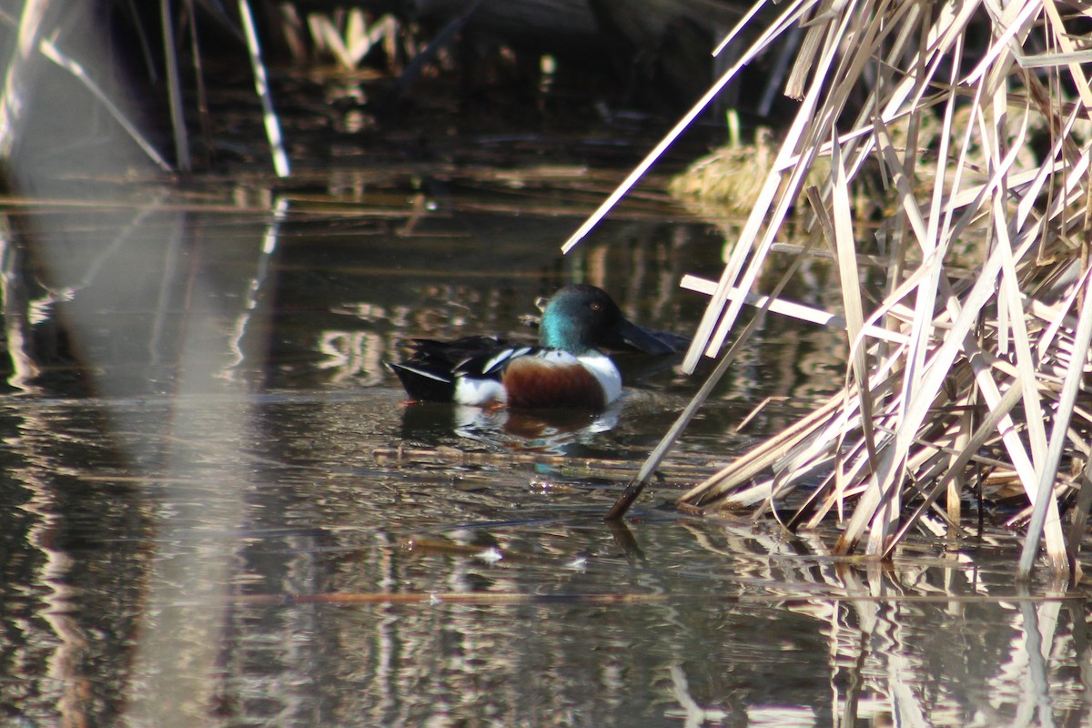 Northern Shoveler - ML634323072
