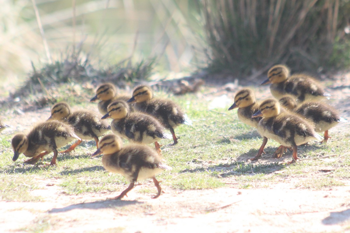 Mallard - ML634323090