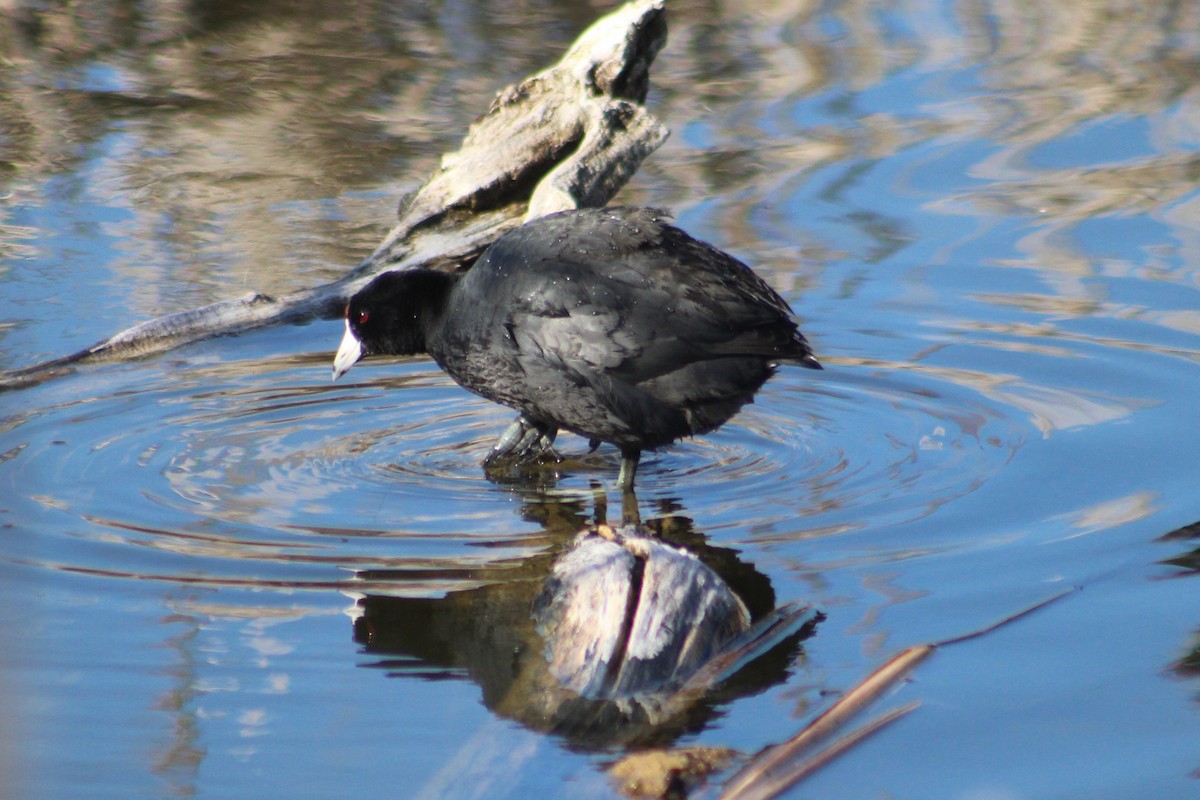 American Coot (Red-shielded) - ML634323096