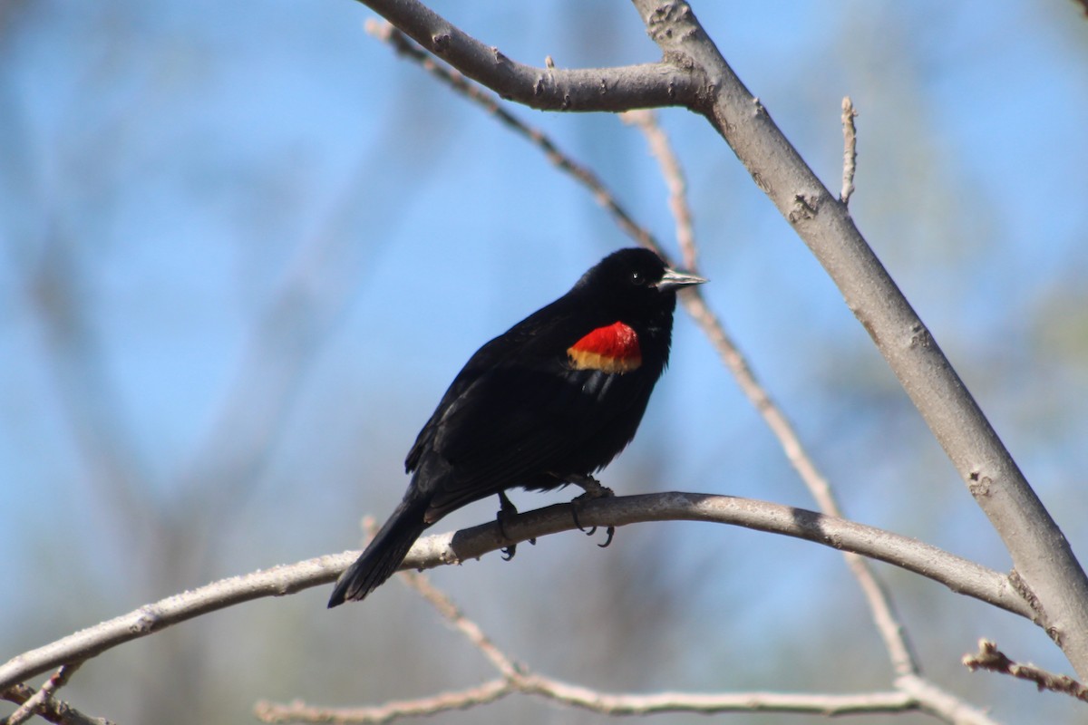 Red-winged Blackbird - ML634323107