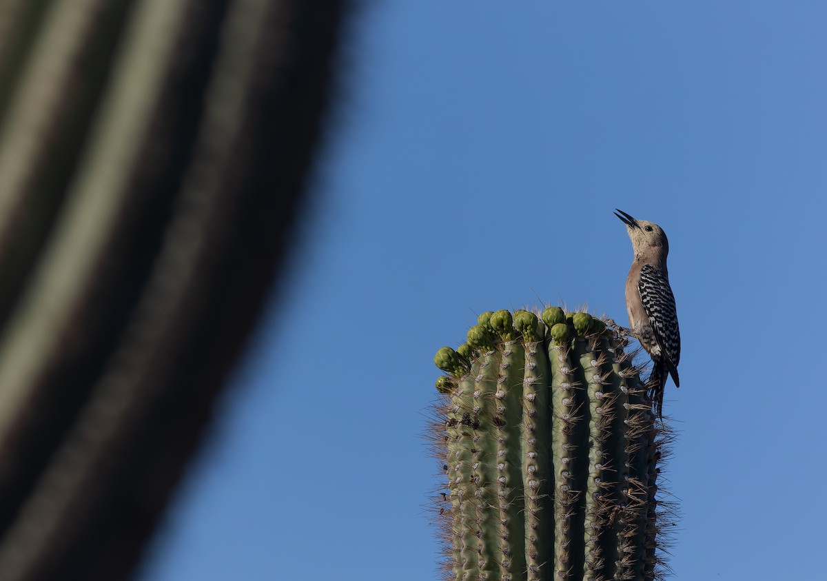Pic des saguaros - ML634323209