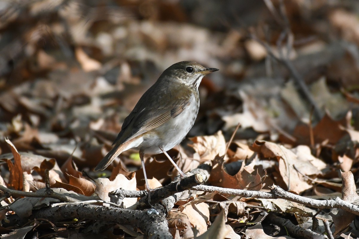 Дрізд-короткодзьоб плямистоволий (підвид faxoni/crymophilus) - ML634323250