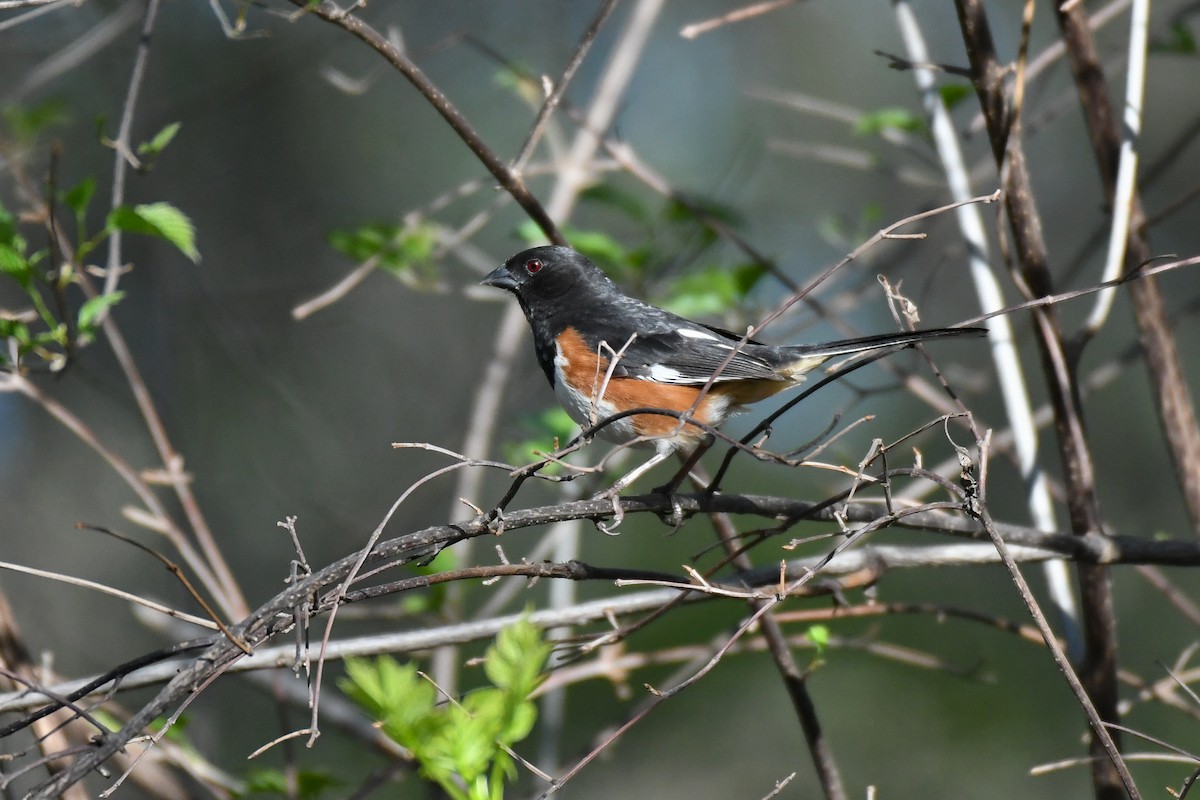 Eastern Towhee (Red-eyed) - ML634323300