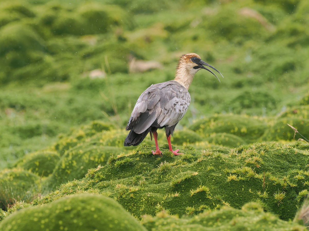 Andean Ibis - ML634323327