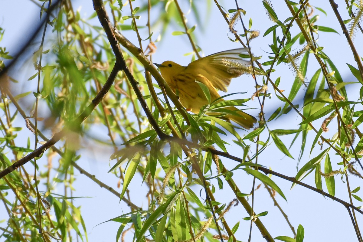 Yellow Warbler (Northern) - ML634323352