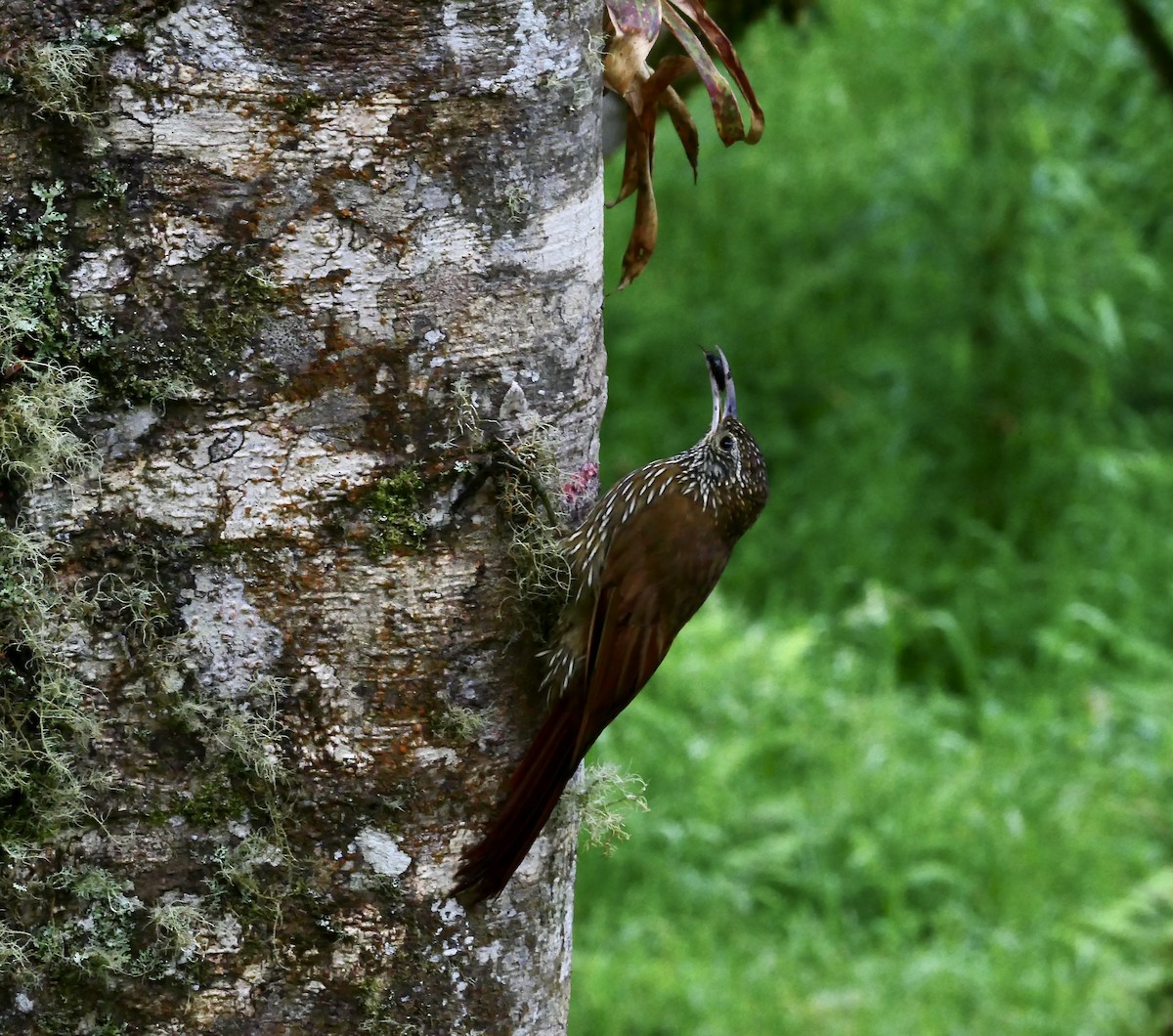 Montane Woodcreeper - ML634323402