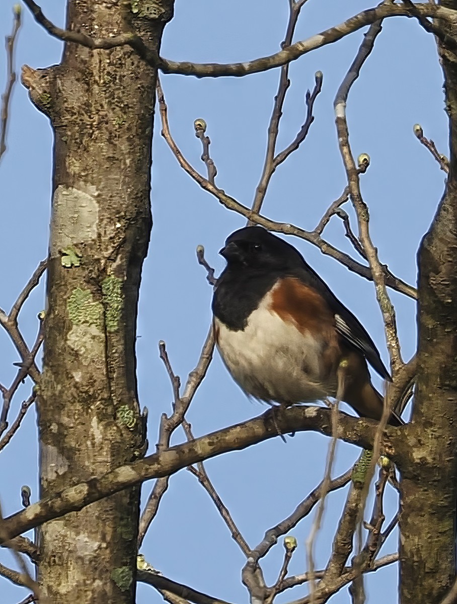 Eastern Towhee - ML634323530
