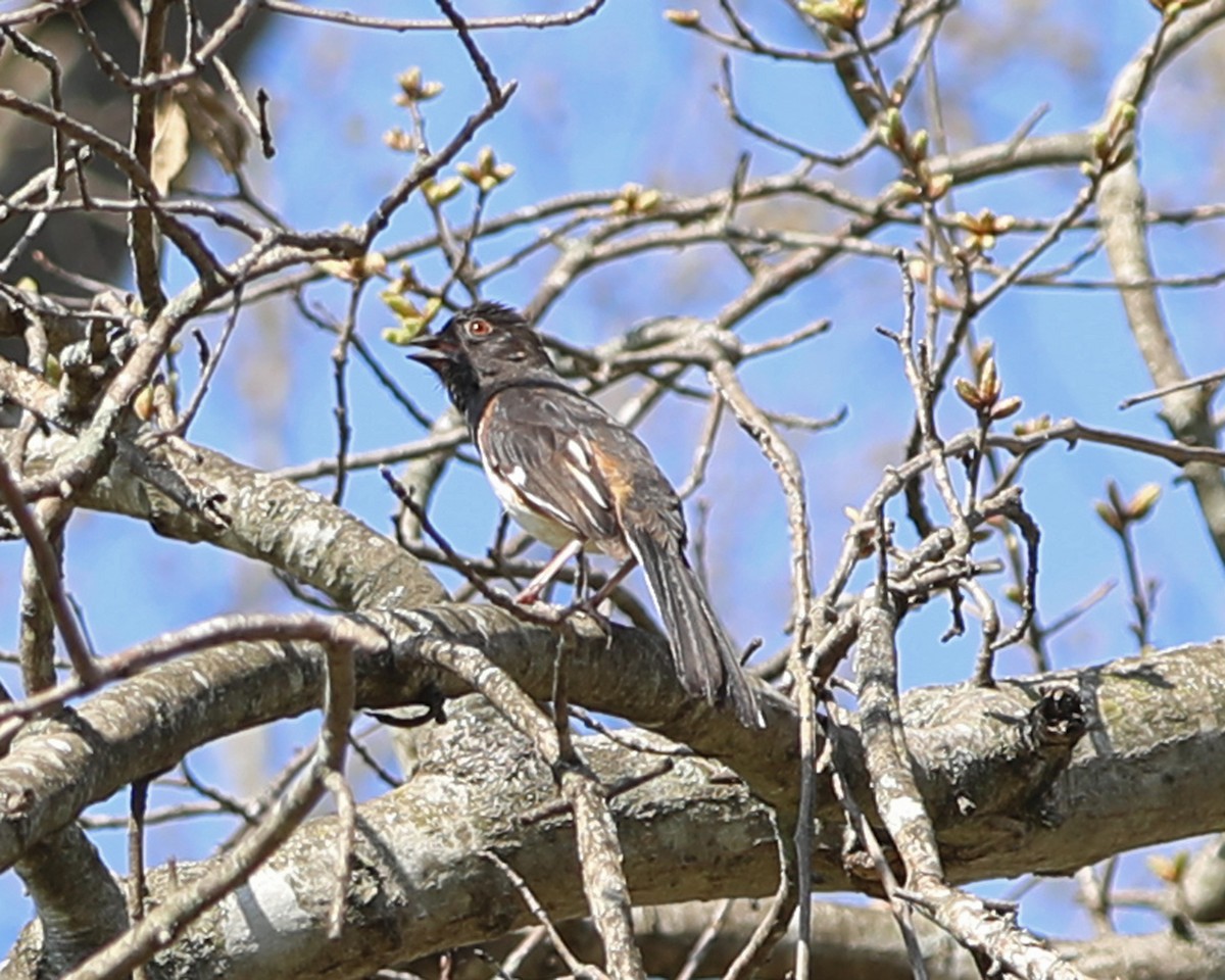 Eastern Towhee - ML634323596
