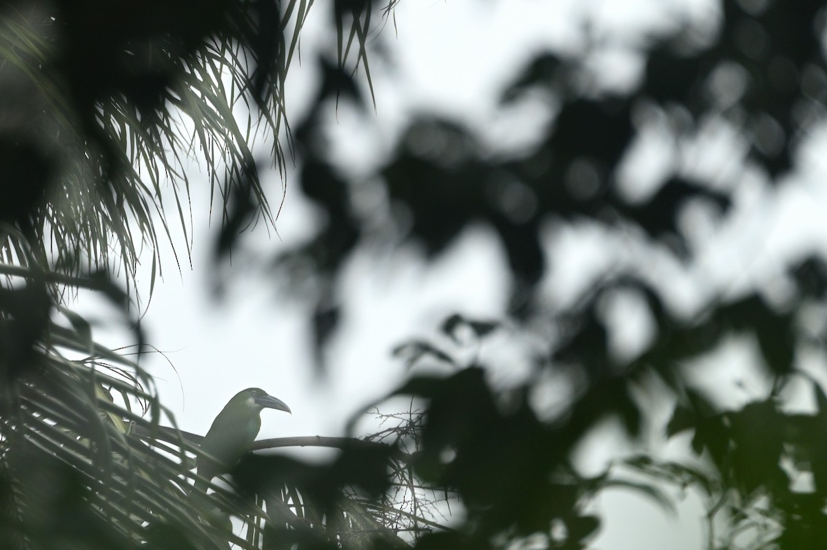 Blue-banded Toucanet - ML634323626