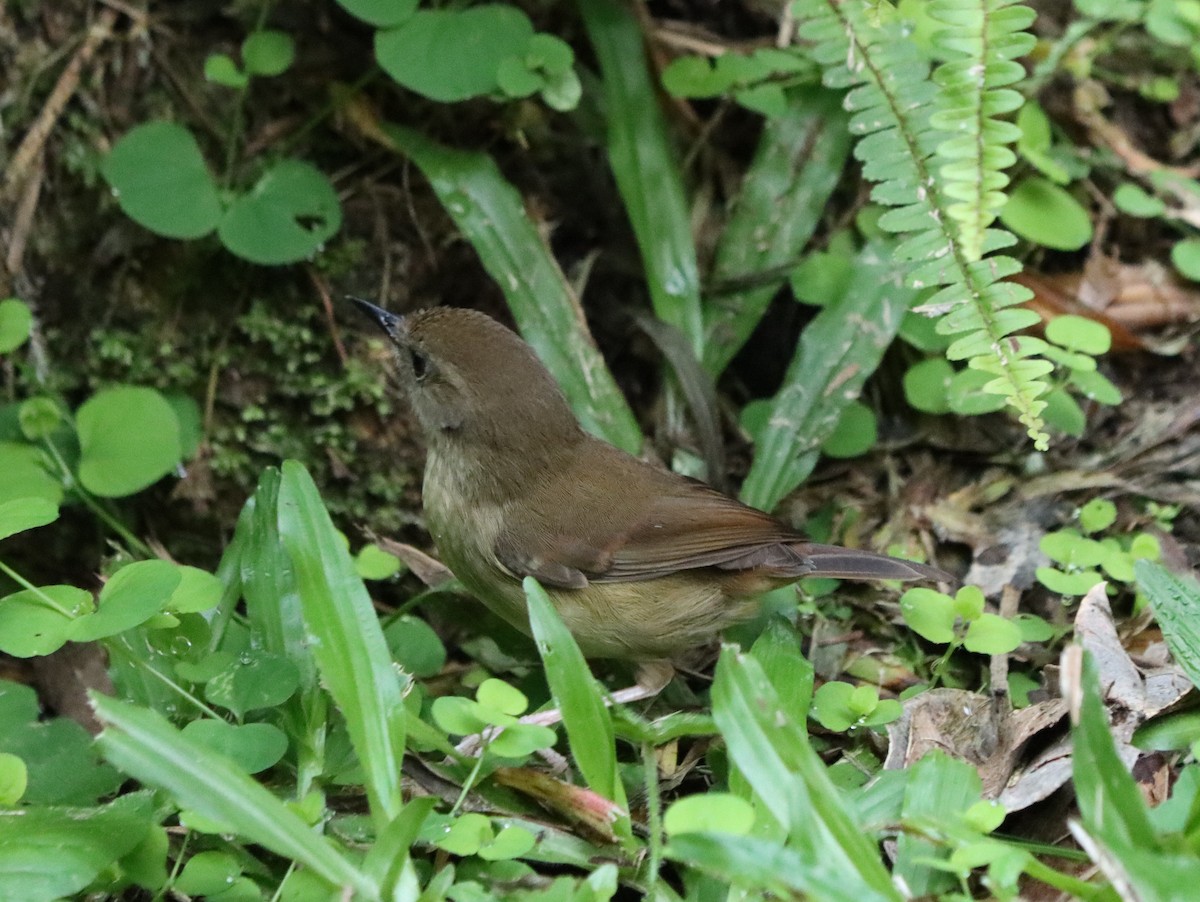 Atherton Scrubwren - ML634323805