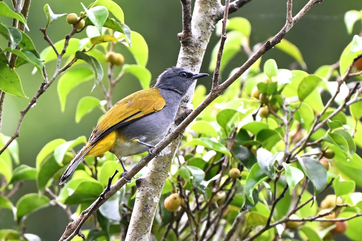 Gray-bellied Bulbul - ML634323932