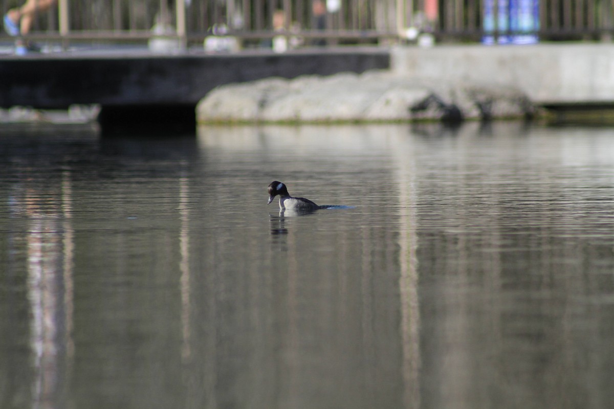 Bufflehead - ML634324249