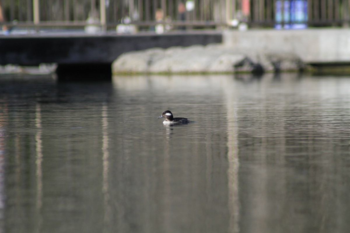 Bufflehead - ML634324250