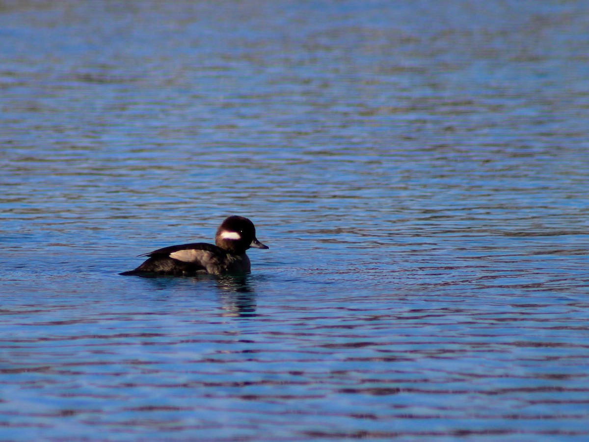 Bufflehead - ML634324268