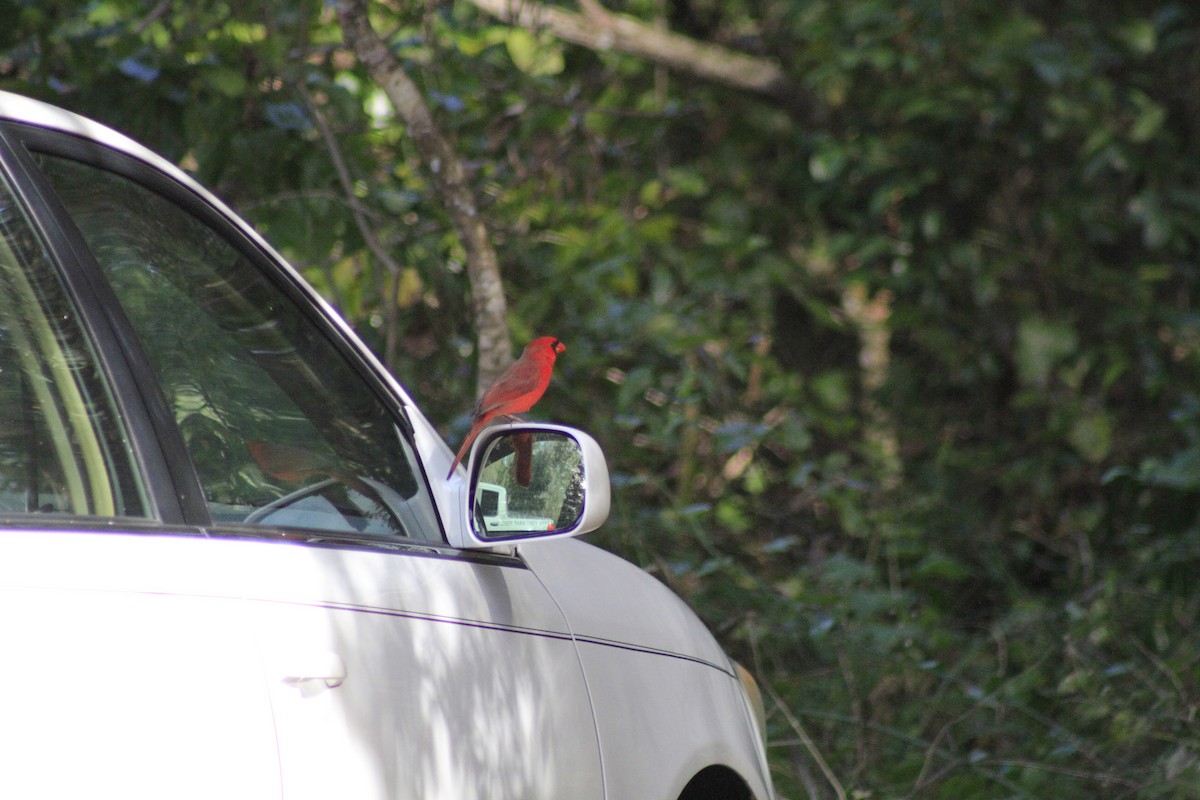 Northern Cardinal - ML634324302