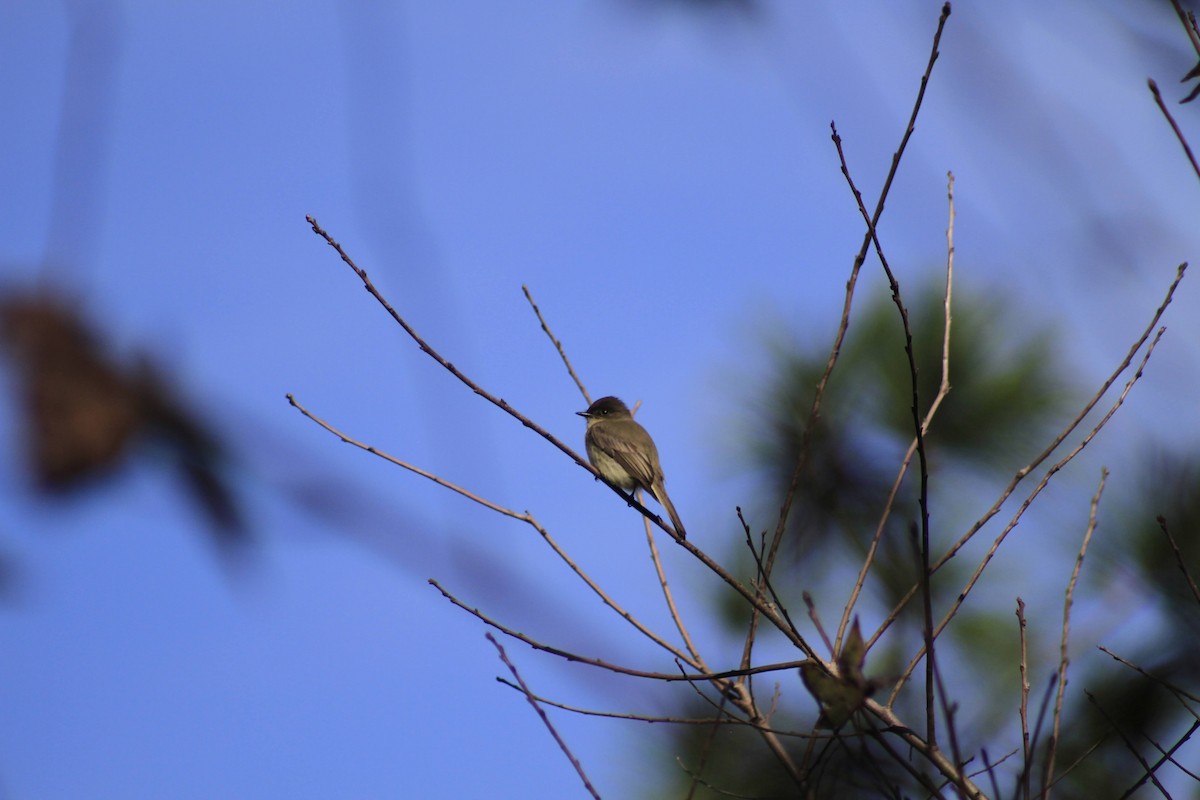 Eastern Phoebe - ML634324309