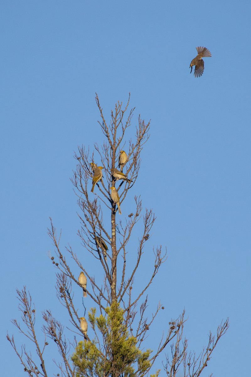 White-plumed Honeyeater - ML634324333